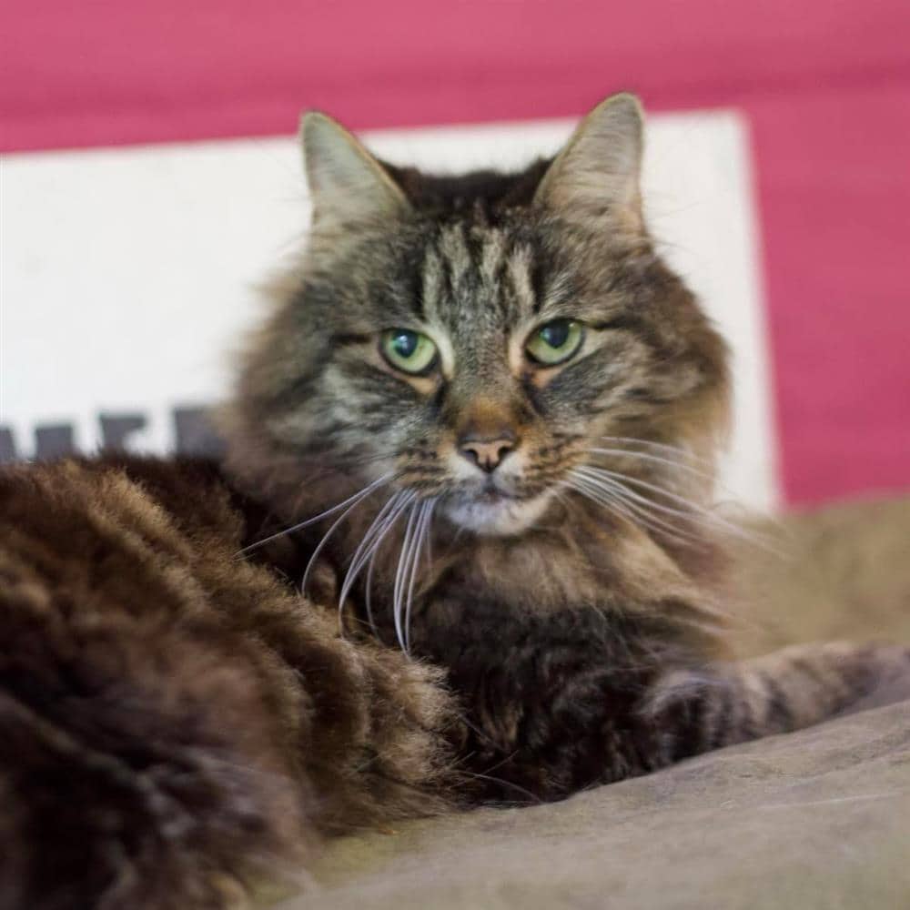 Leo, domestic longhair for adoption in Ramsbottom