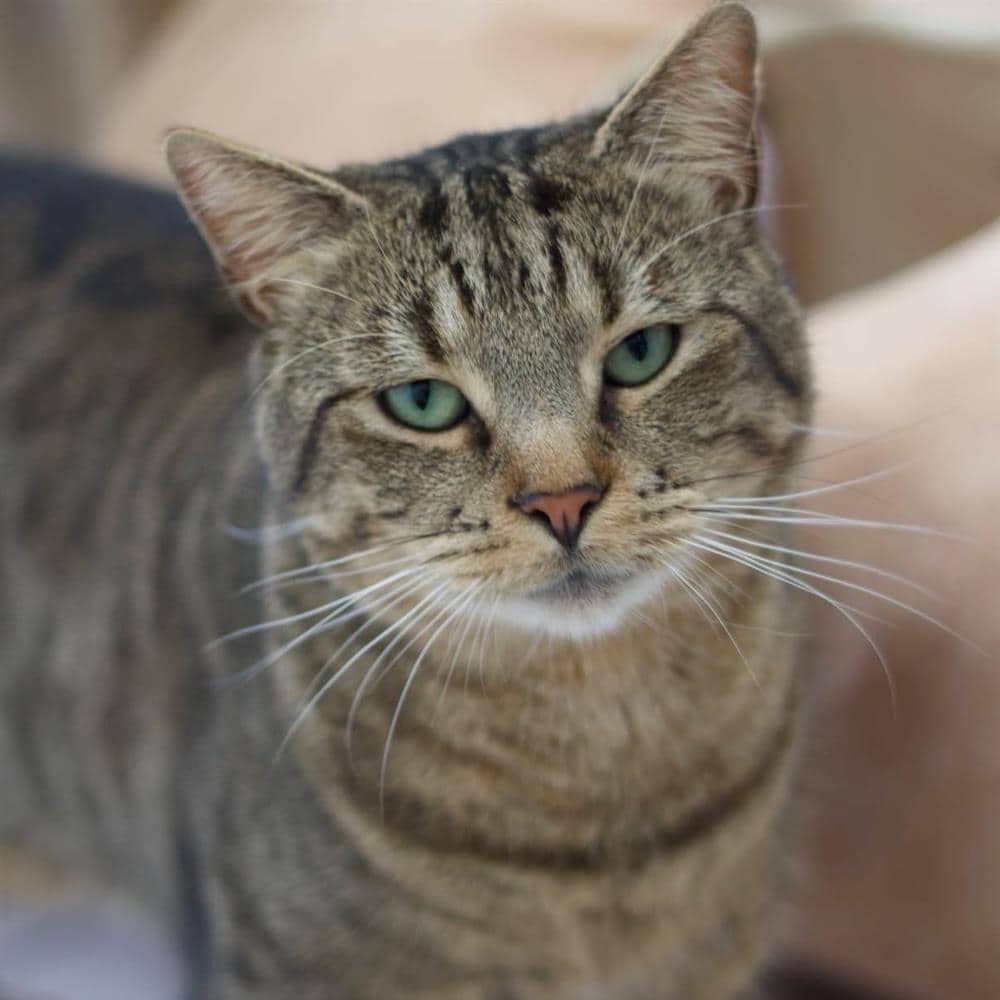 Bob Lob, domestic shorthair for adoption