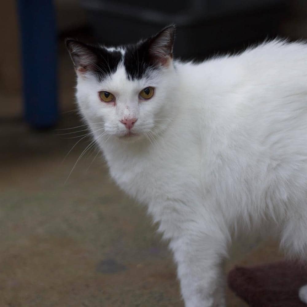 Muffin Man, domestic semi long hair for adoption in Ramsbottom
