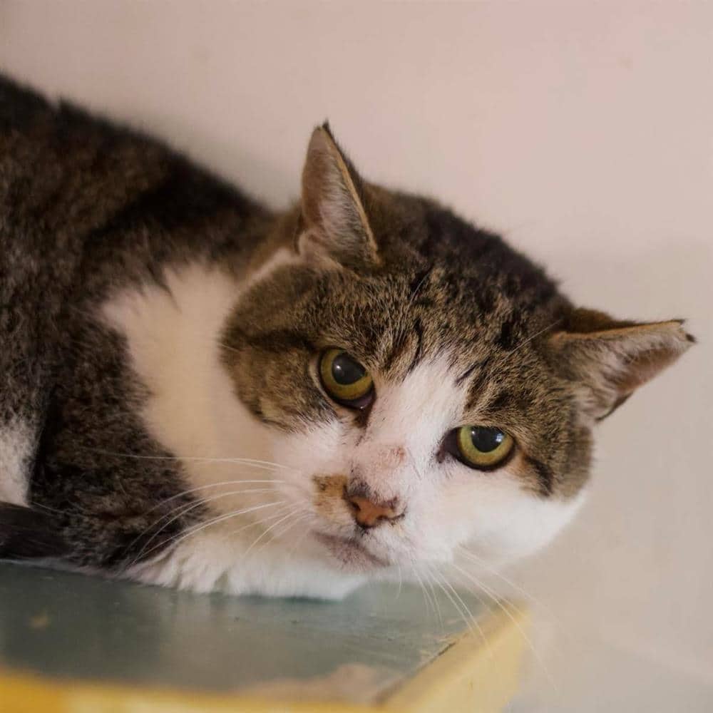 Knife, domestic shorthair for adoption in Ramsbottom