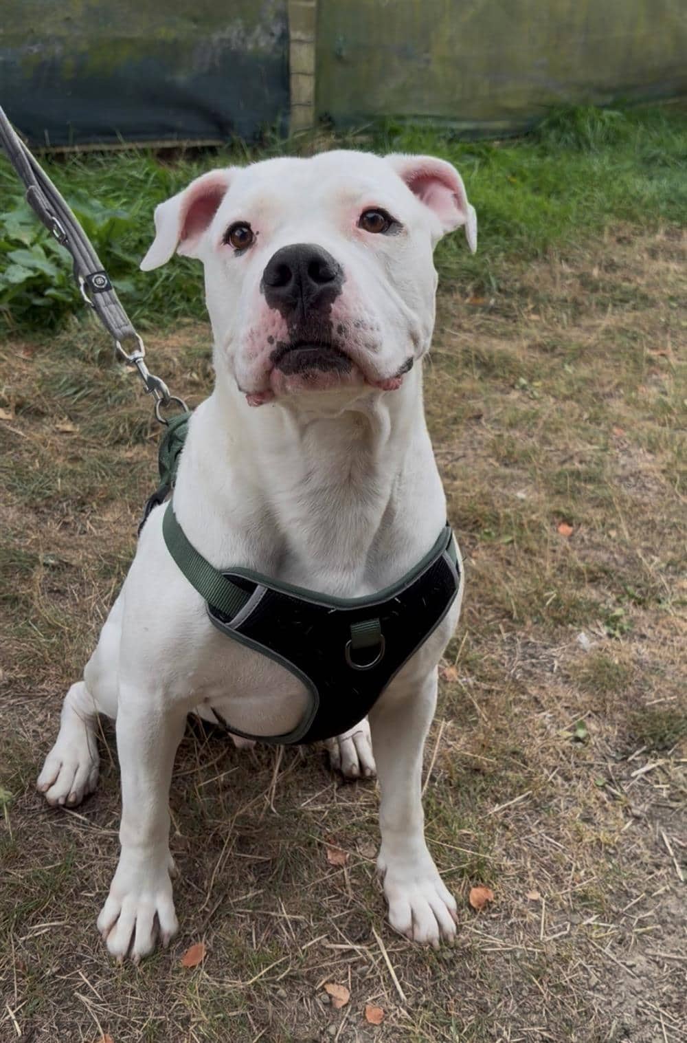 Polar, american bulldog for adoption in Ramsbottom