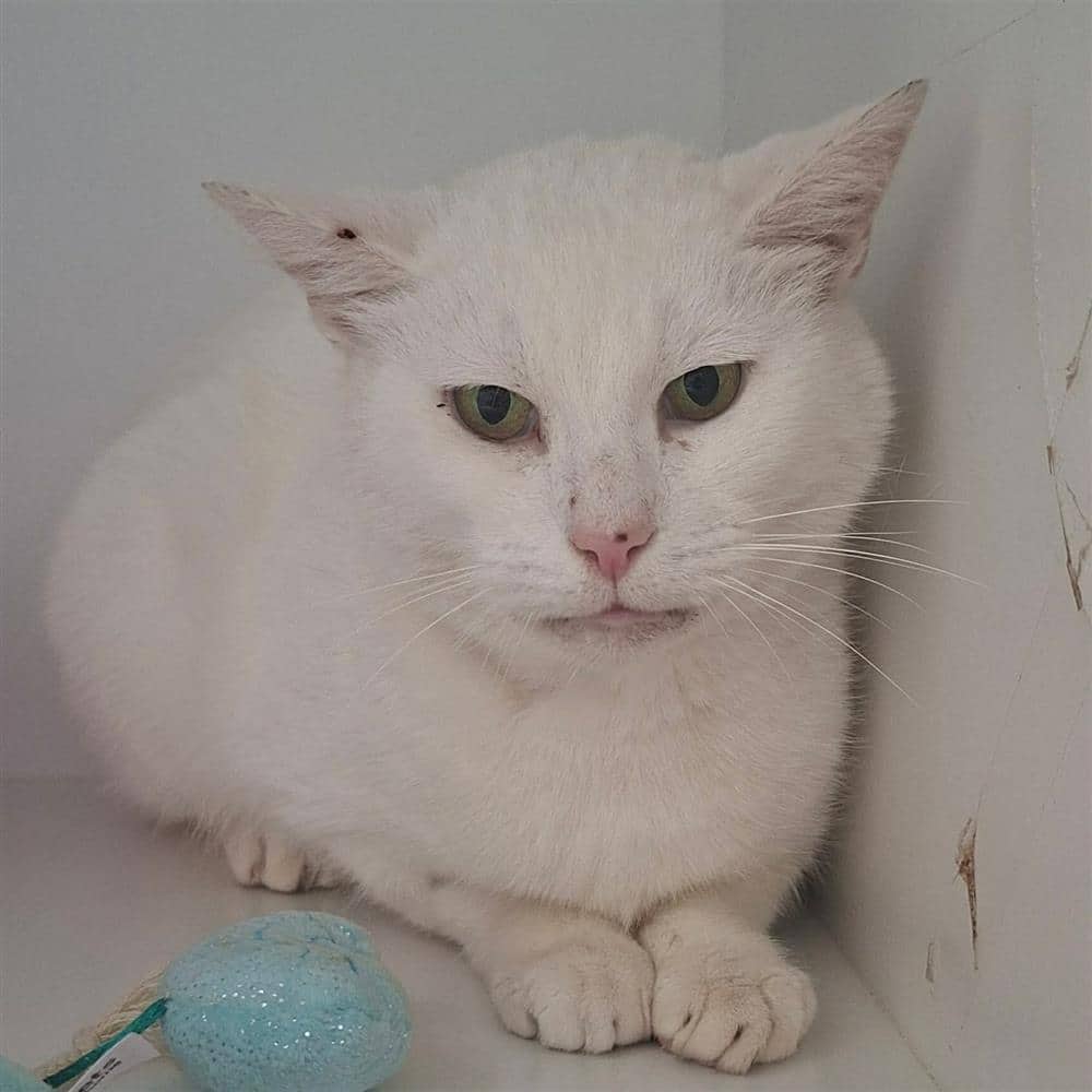 Yeti, domestic shorthair for adoption in Ramsbottom
