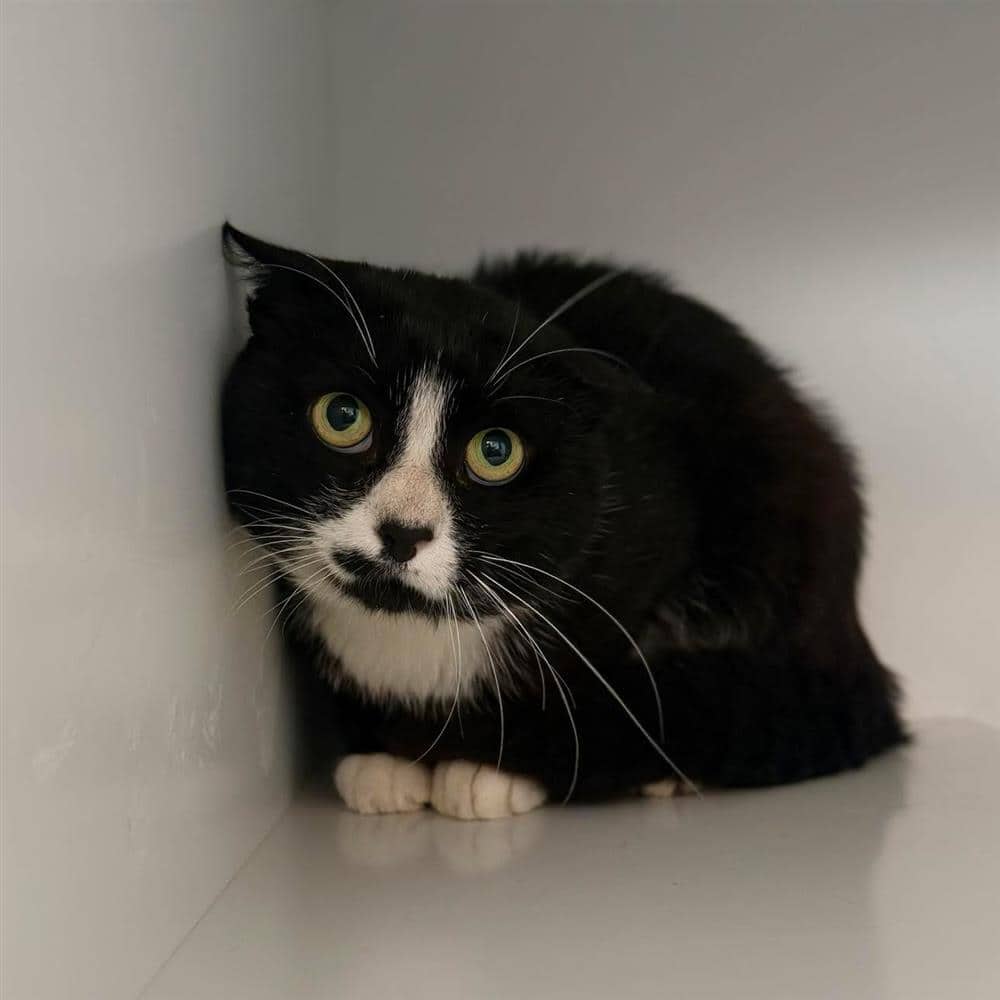 Smudge, domestic shorthair for adoption in Ramsbottom