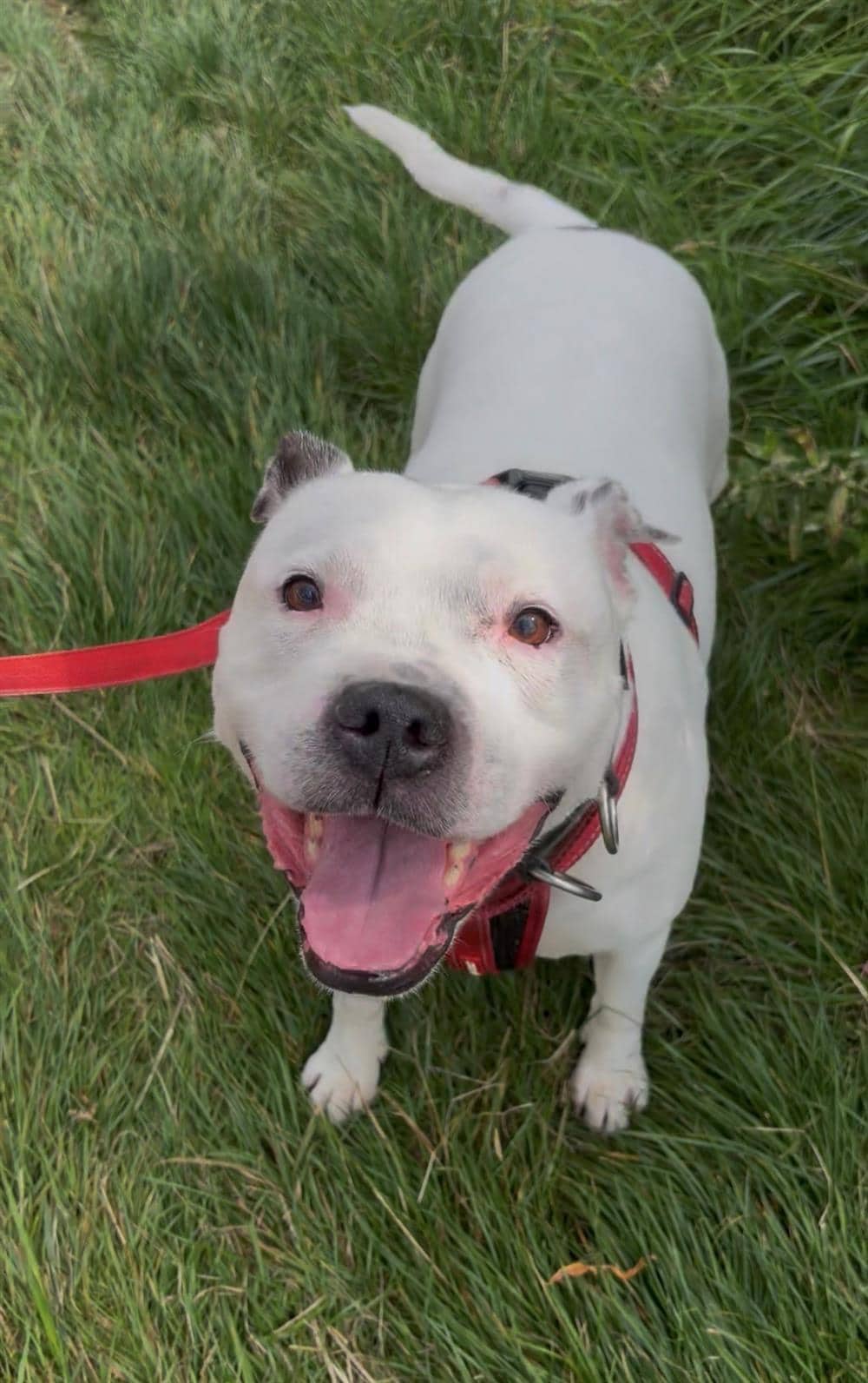 Marshall, staffordshire bull terrier for adoption in Ramsbottom
