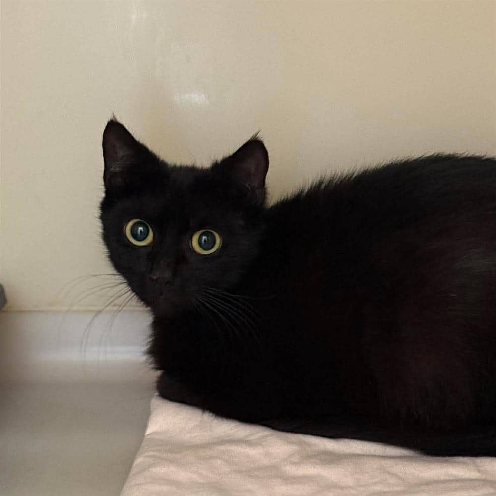 Bagira, domestic shorthair for adoption
