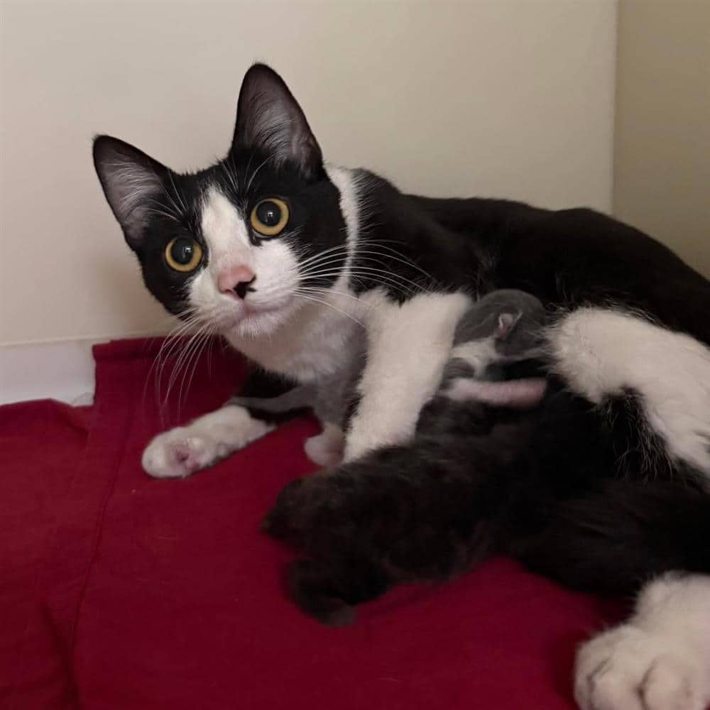 Gigi, domestic shorthair for adoption in Ramsbottom