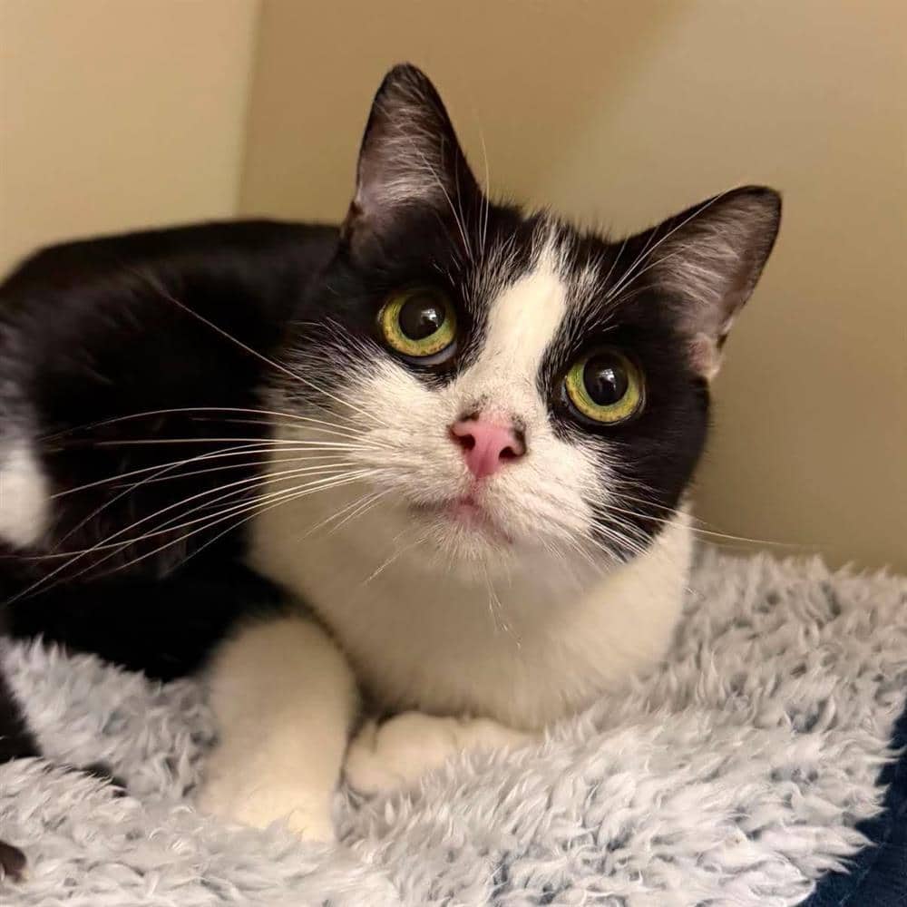 Corrie, domestic shorthair for adoption in Ramsbottom