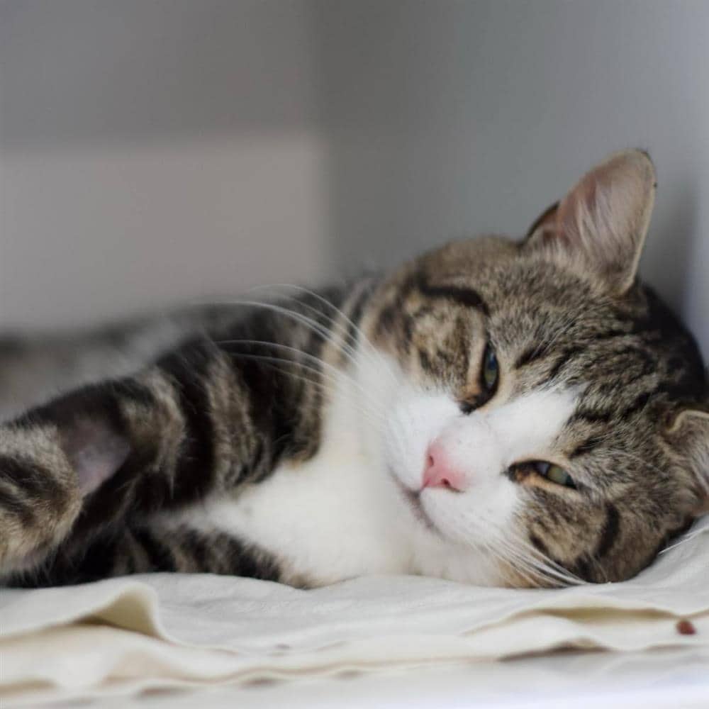 Maxi, domestic shorthair for adoption in Ramsbottom