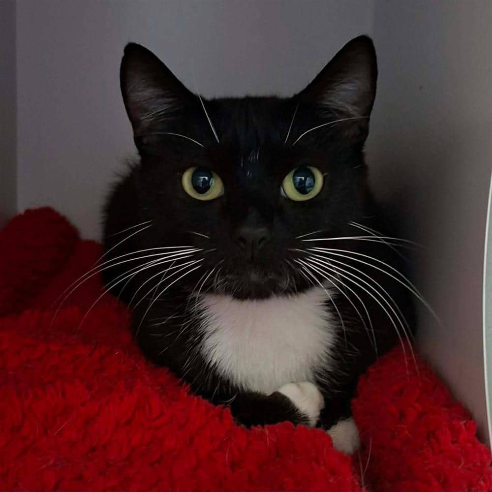 Annie, domestic shorthair for adoption