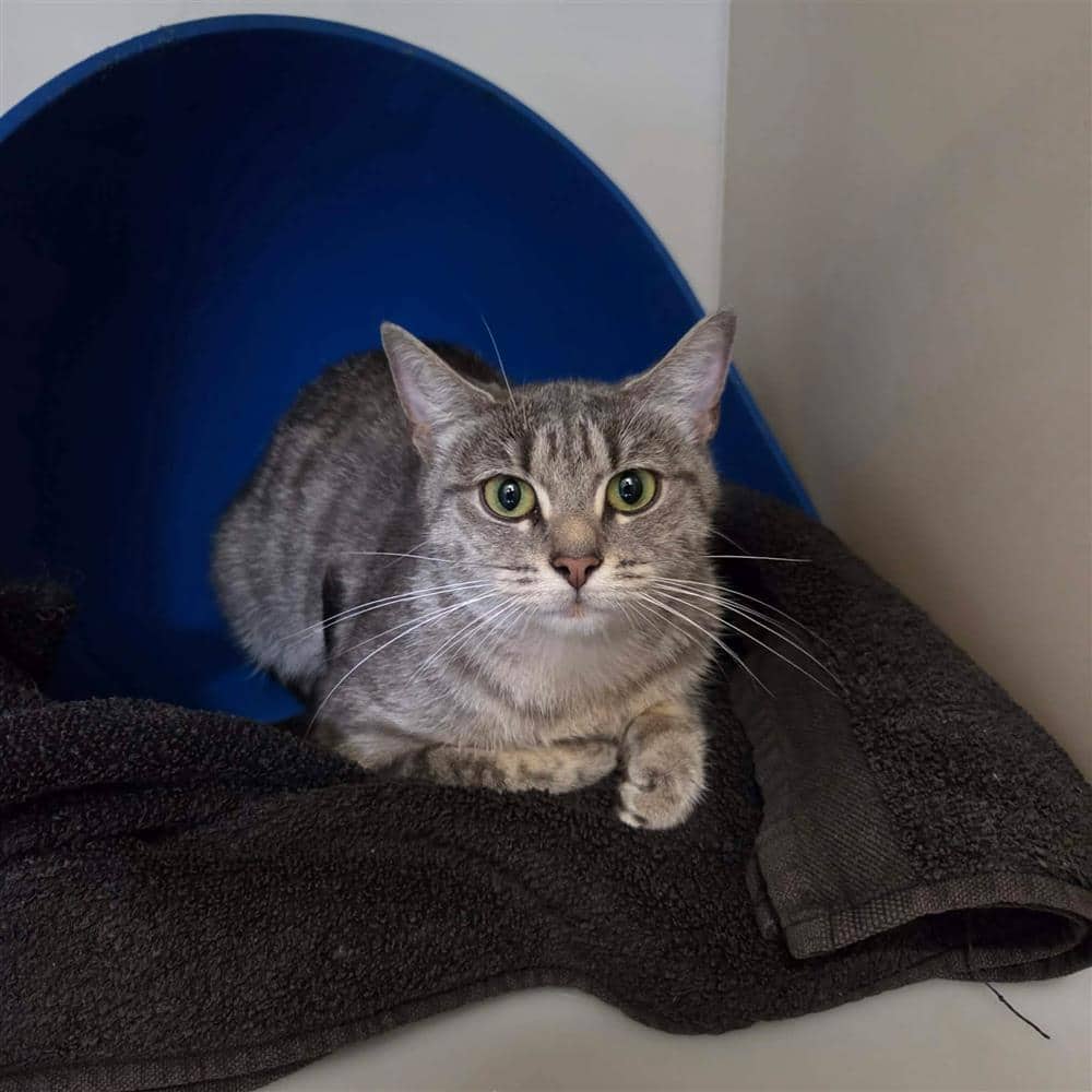 Double, domestic shorthair for adoption in Ramsbottom