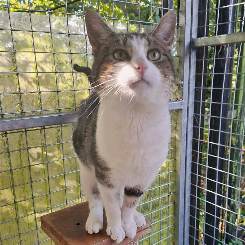 Eddie, domestic shorthair for adoption in Ramsbottom