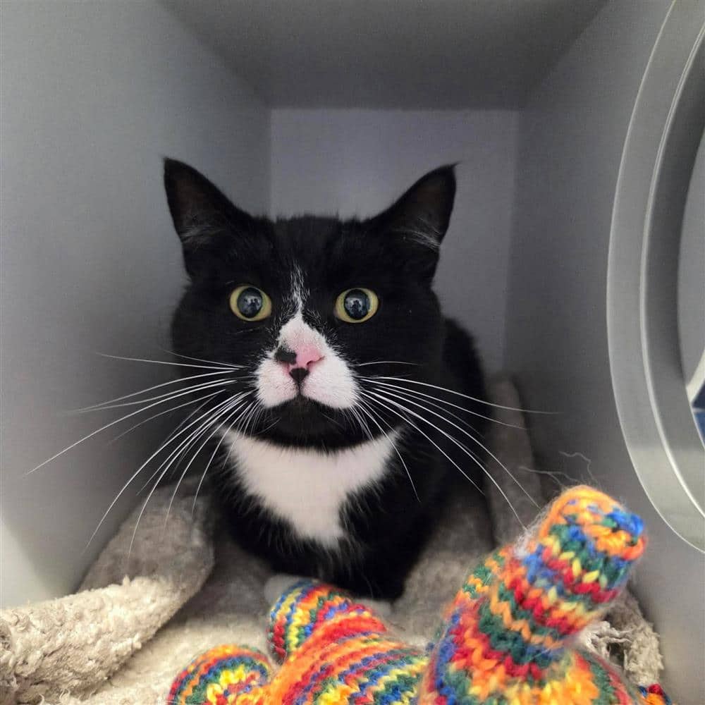 Oreo, domestic shorthair for adoption in Ramsbottom