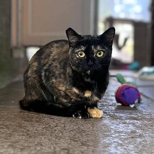 Kitty-Kazoo, domestic shorthair for adoption in Ramsbottom