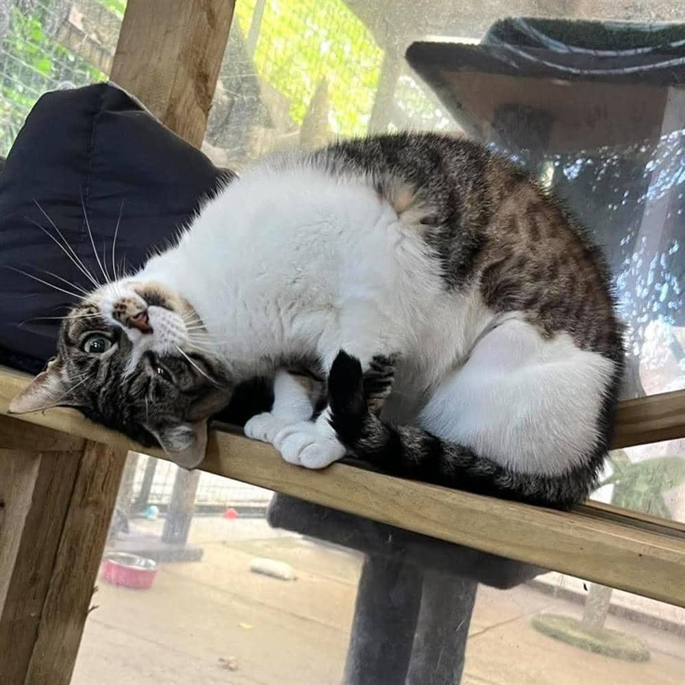 Squeegee, domestic shorthair for adoption in Ramsbottom