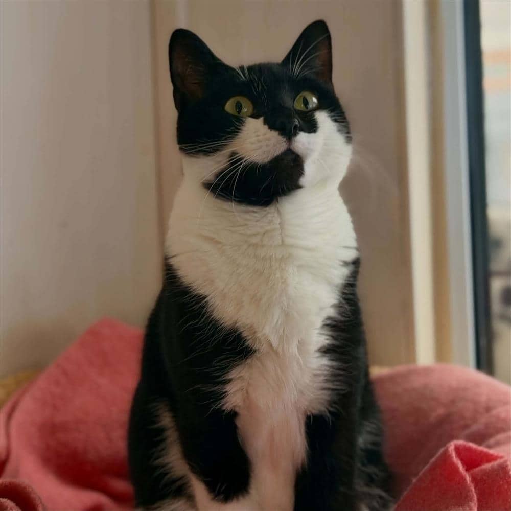 Frozey-China, domestic shorthair for adoption in Ramsbottom