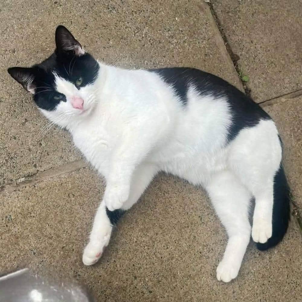 Story, domestic shorthair for adoption in Ramsbottom