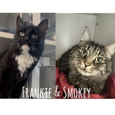 Frankie & Smokey, domestic semi long hair for adoption in Ramsbottom