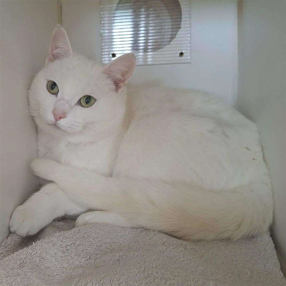 Igloo, domestic shorthair for adoption in Ramsbottom