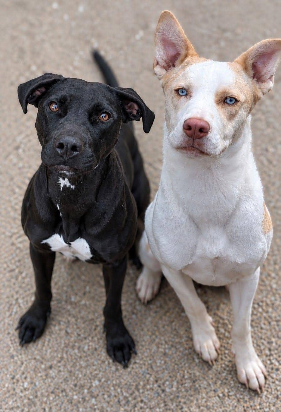 Kevin And Callie, labrador cross for adoption in Ramsbottom
