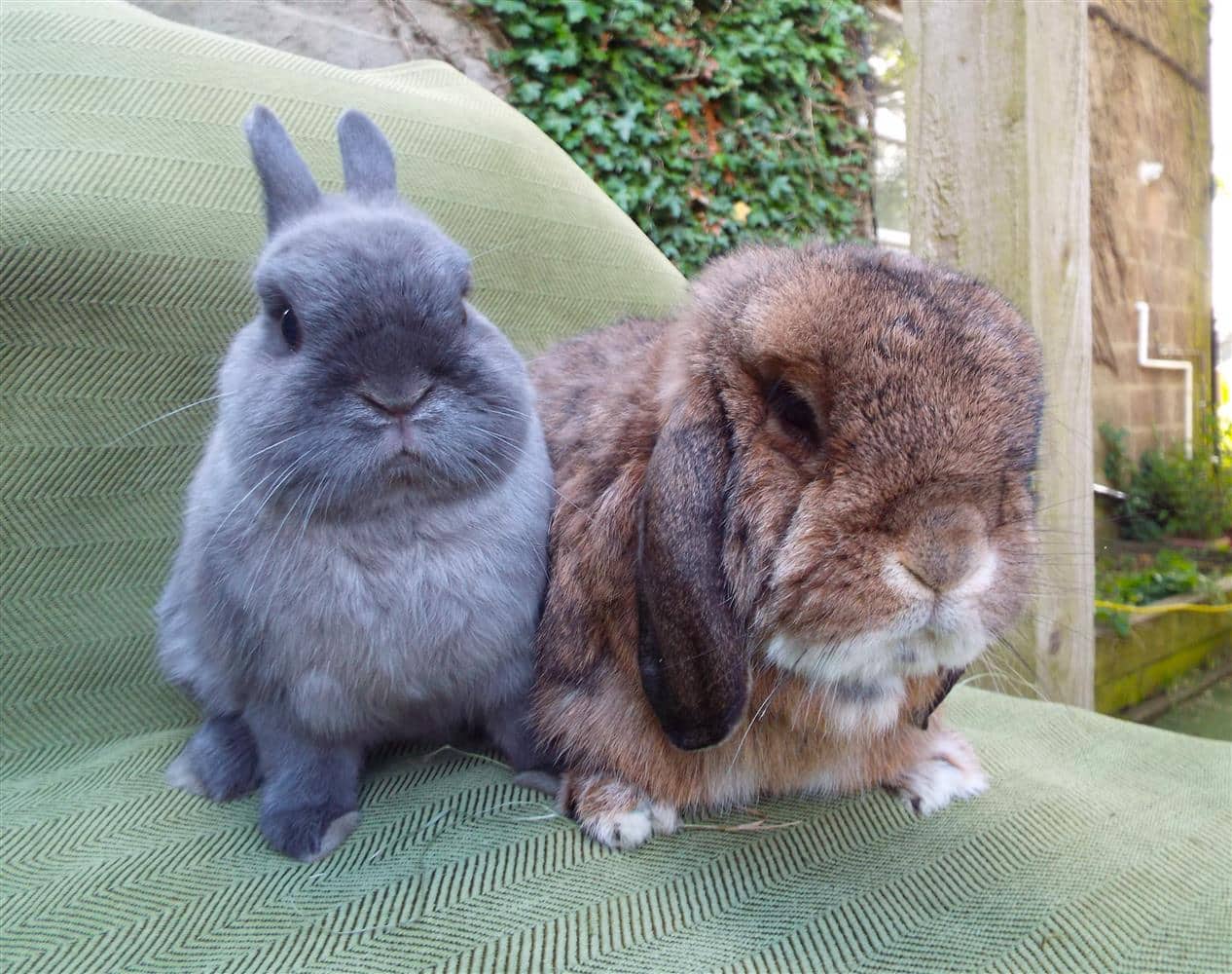 Milo And Bear, lop for adoption in Ramsbottom