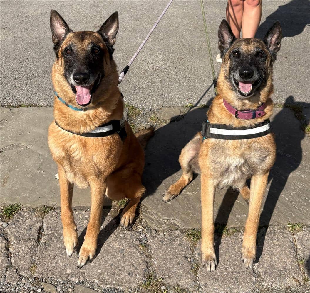 Merlin & Luka, belgian malinois for adoption in Ramsbottom