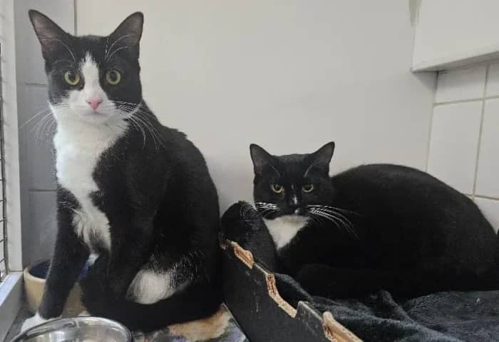 Jasper and Ziggy, domestic cat for adoption