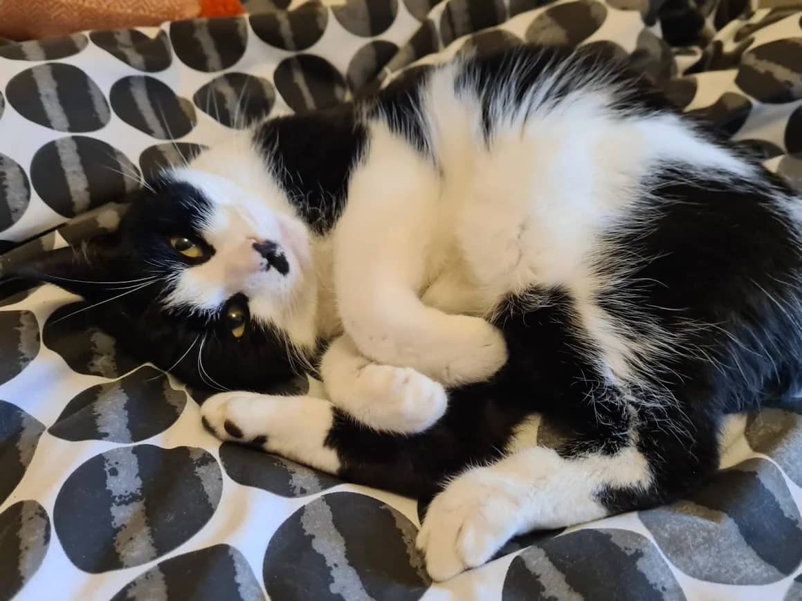 Naboo, domestic cat for adoption in London