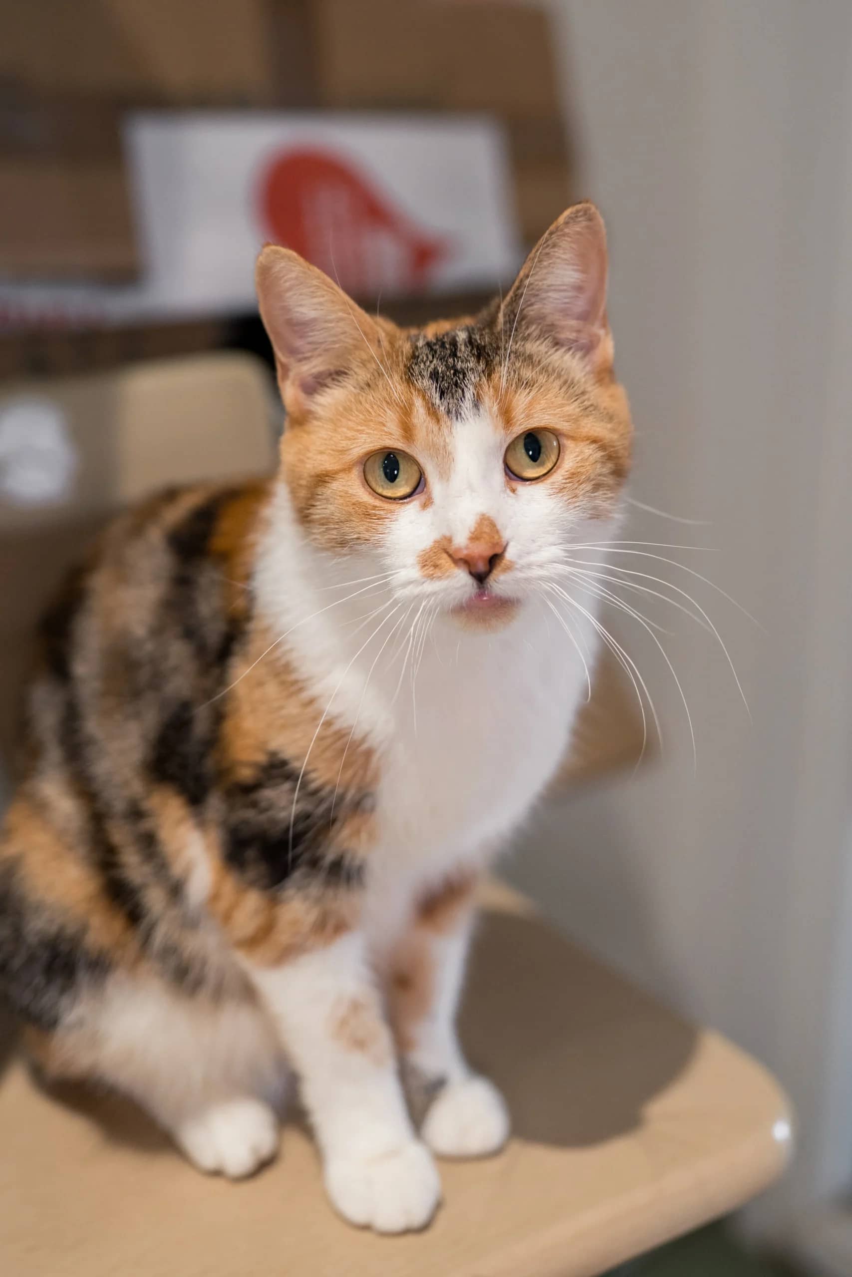 Mable, domestic cat for adoption in London