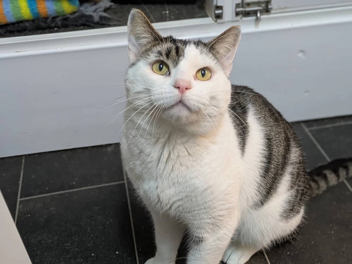 Dido and Michlu, domestic cat for adoption