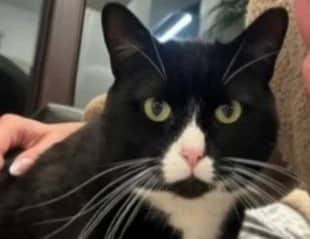 Jersey, domestic cat for adoption in London