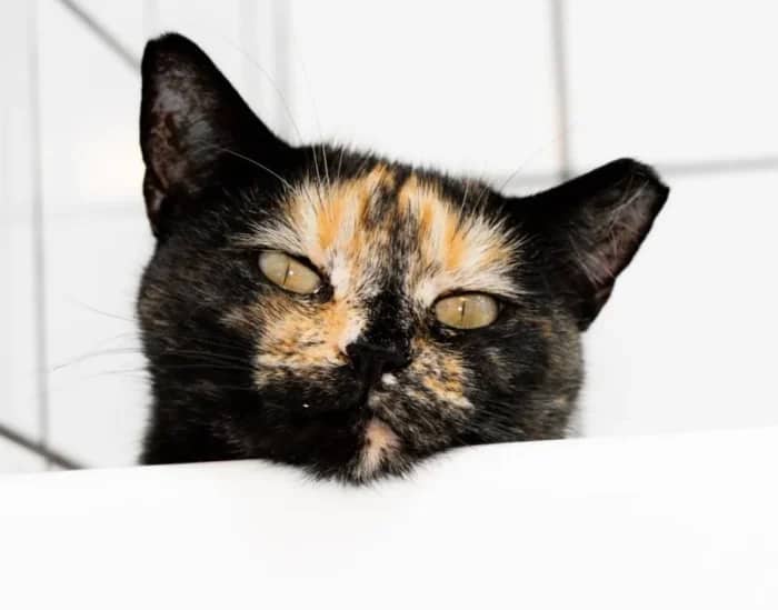Hitchcock, Jetta, Magic and Skully, domestic cat for adoption