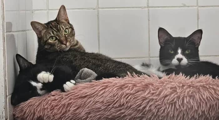 Mike, Mindy and Arbour, domestic cat for adoption in London