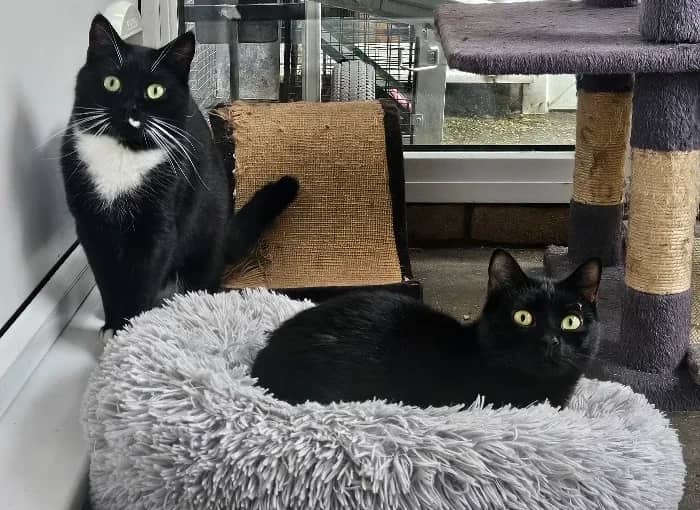 Camilla And Friends…., domestic cat for adoption
