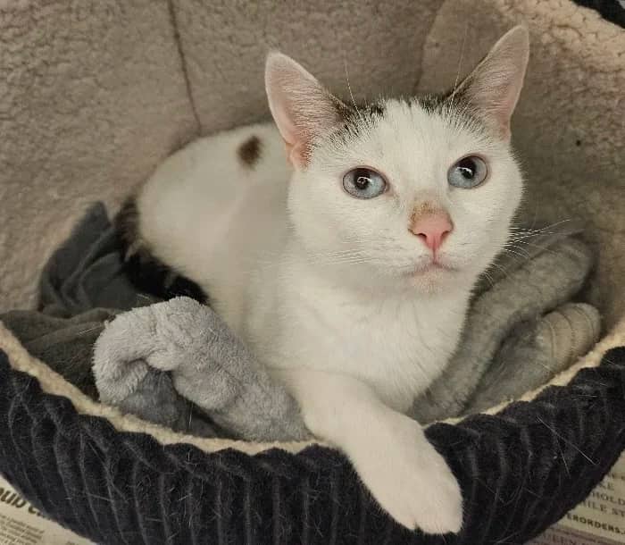 Dash, domestic cat for adoption