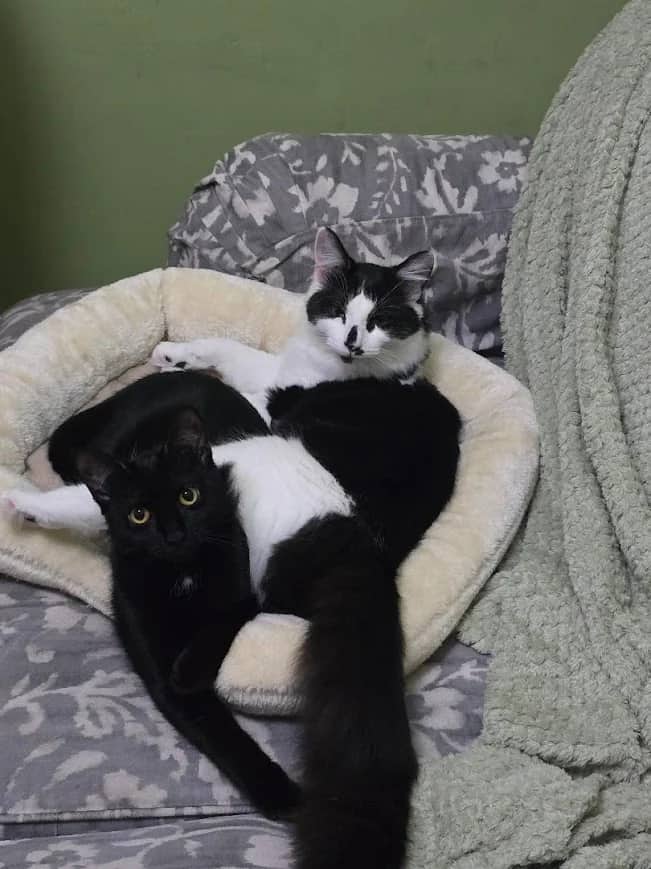 Osar and Tilly, domestic cat for adoption in London