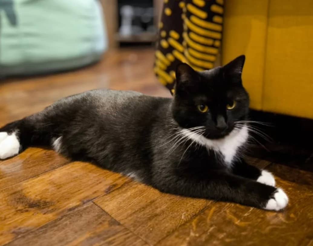 Wallis, domestic cat for adoption in London