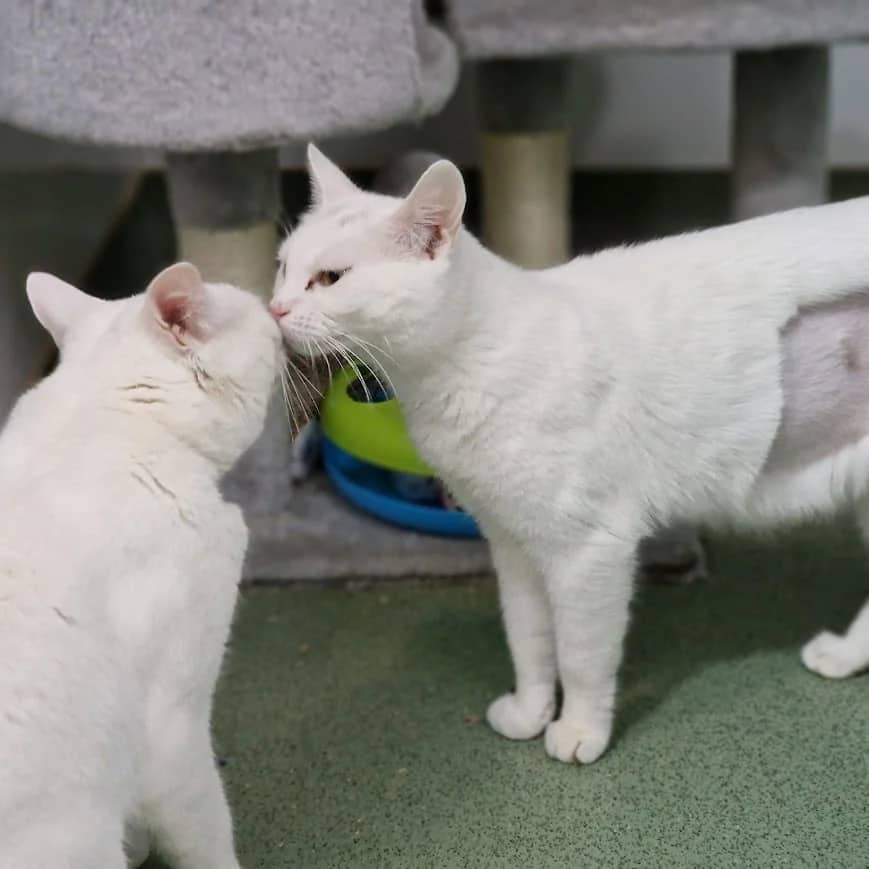 Alaska & Ivory, domestic cat for adoption in London