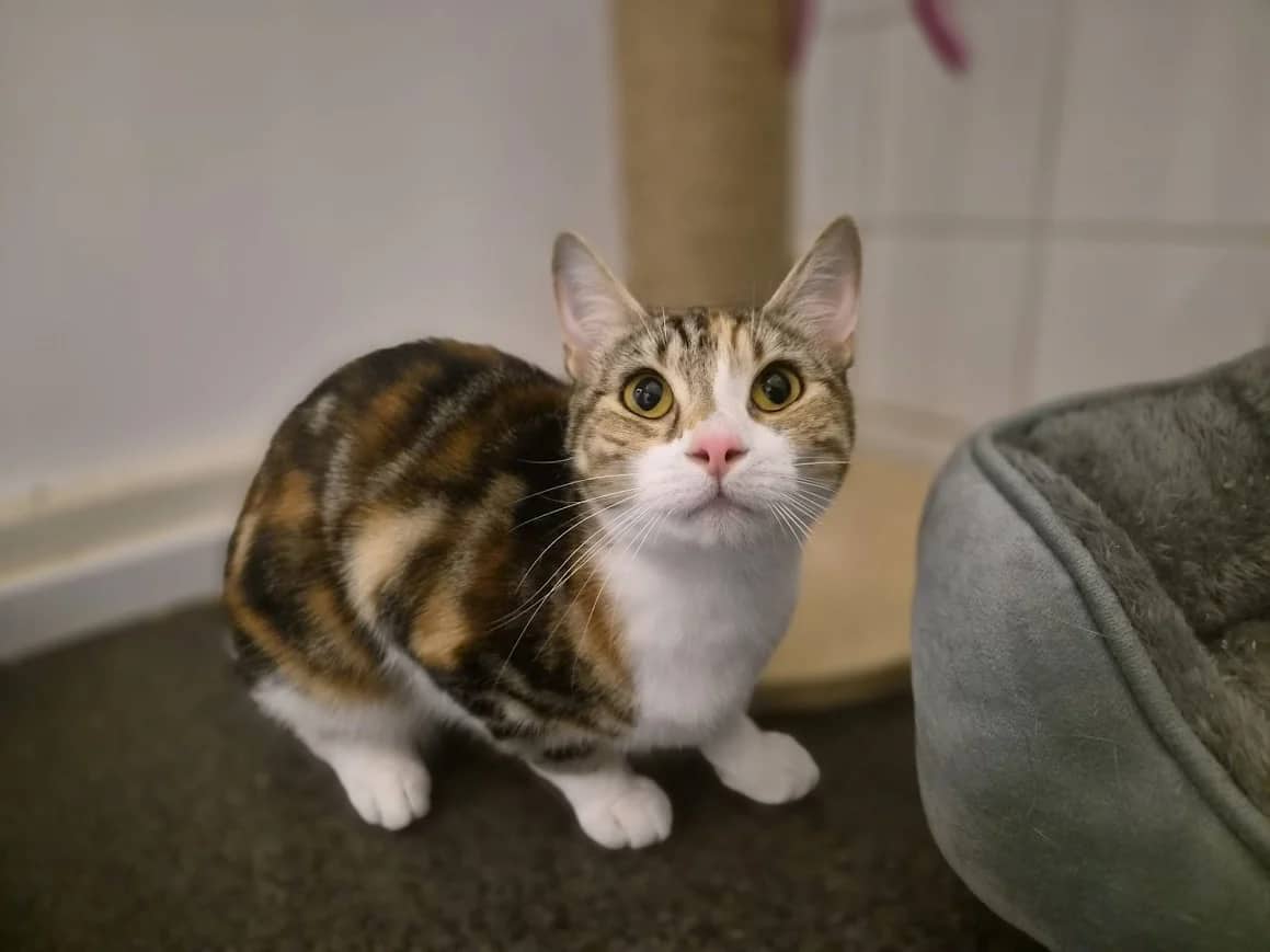 Anna, domestic cat for adoption in London