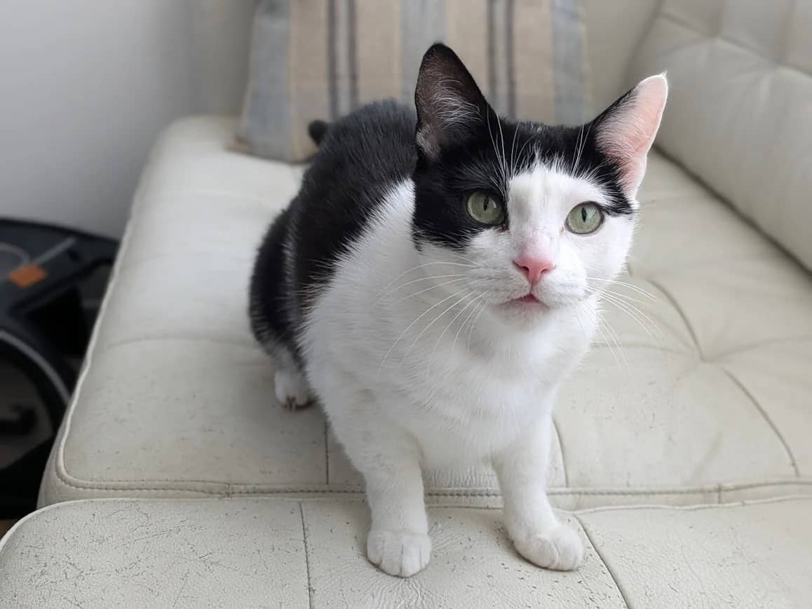 Erica, domestic cat for adoption in London