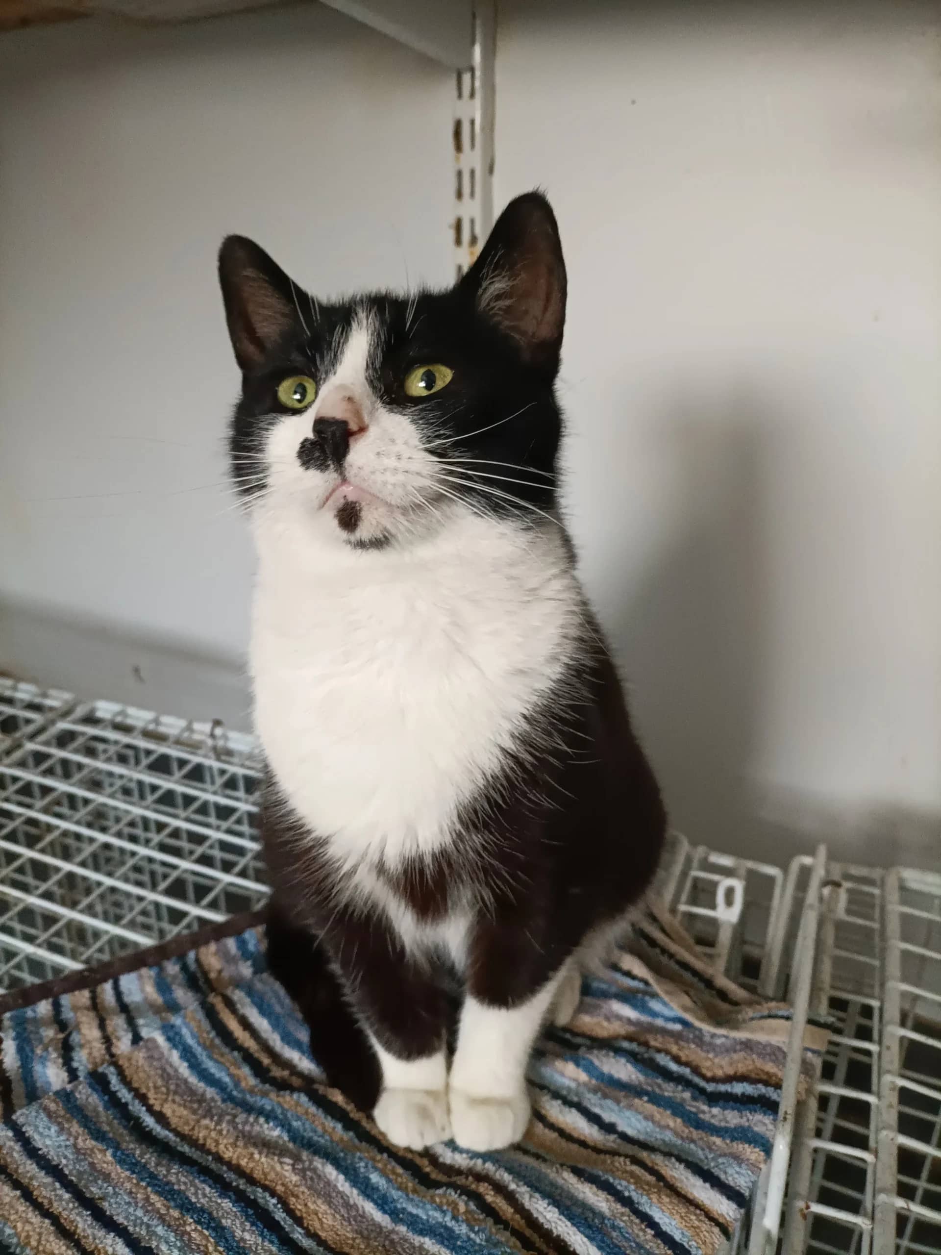 Merlot, domestic cat for adoption in London
