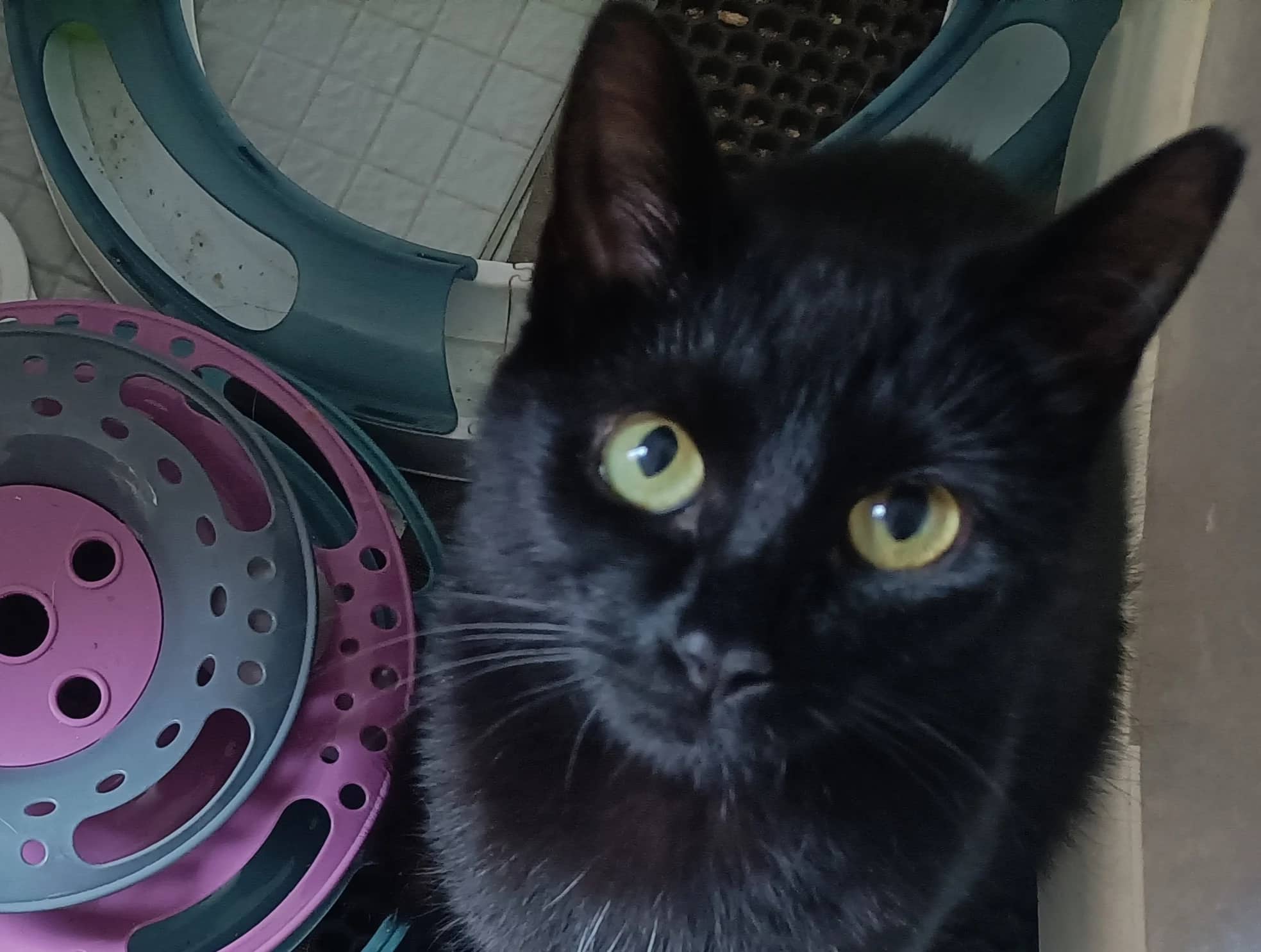 Carly, domestic cat for adoption in London