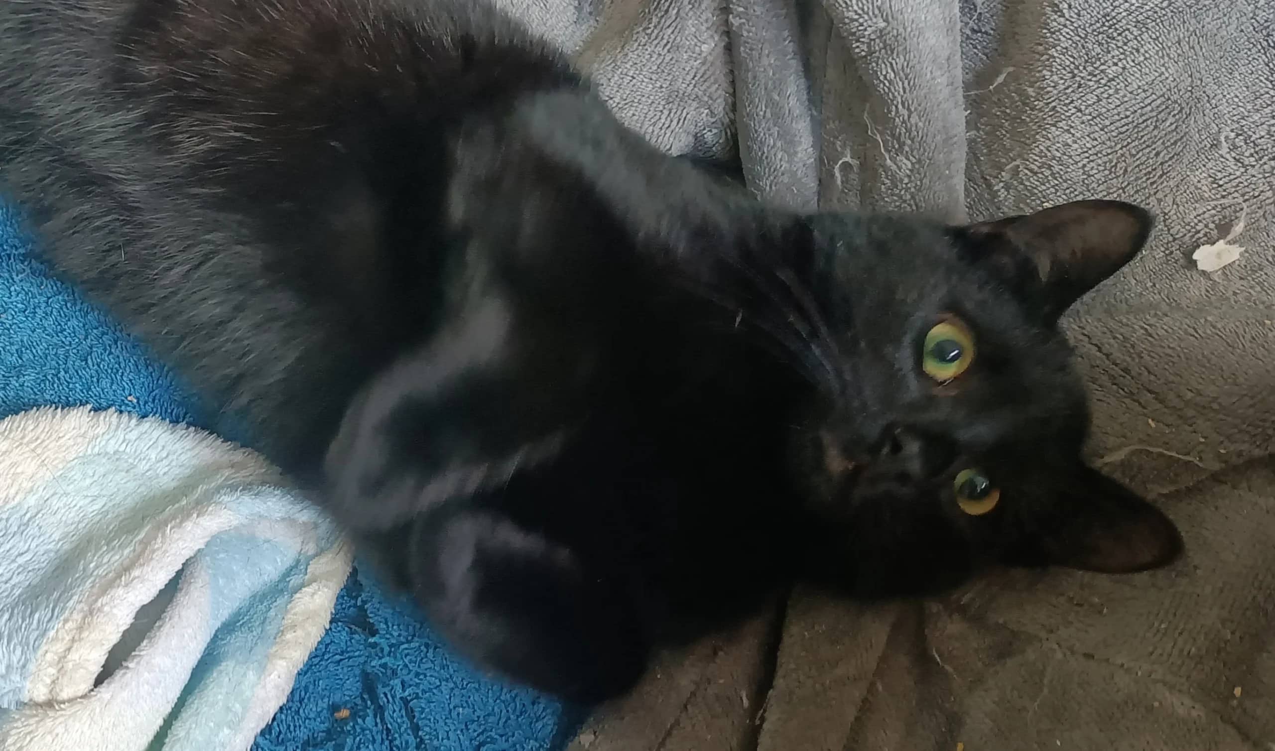 Carl, domestic cat for adoption in London
