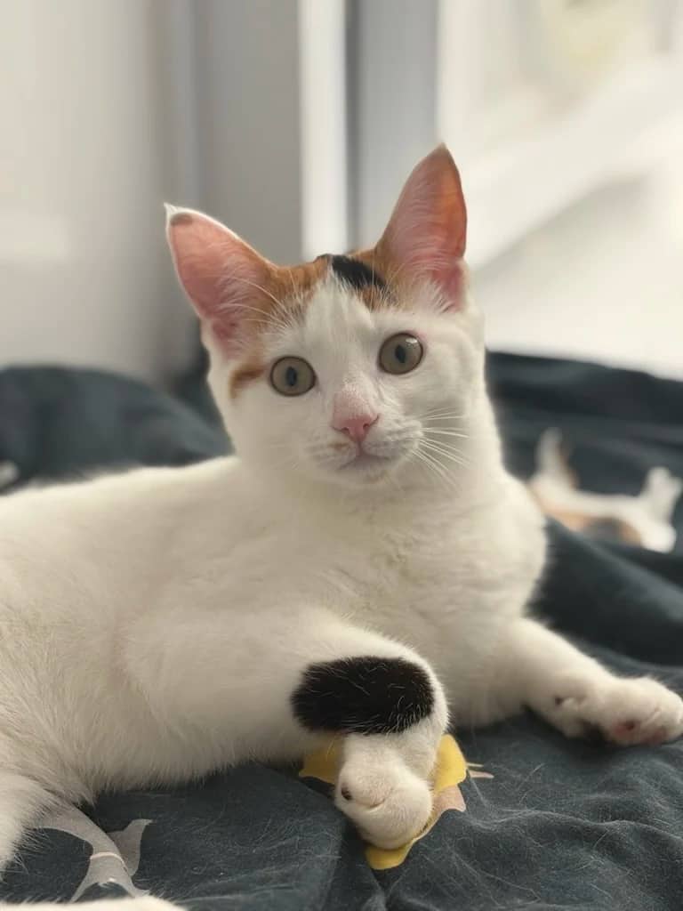 Poppyseed and Peaches, domestic cat for adoption in Brede