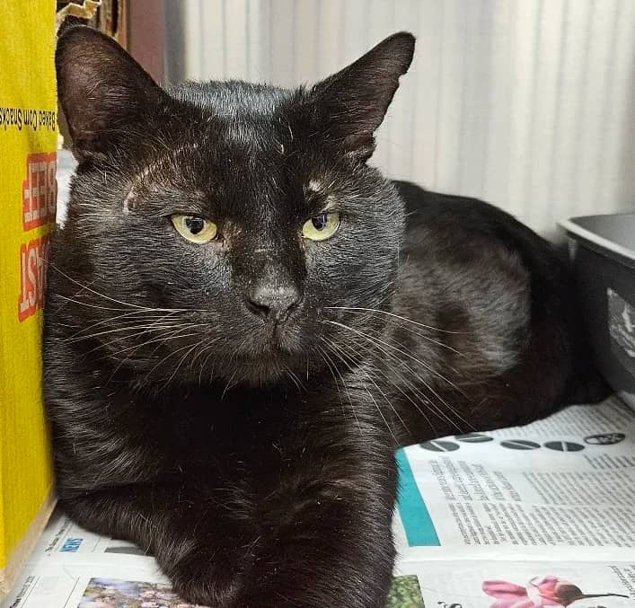 Jackson, domestic cat for adoption in London