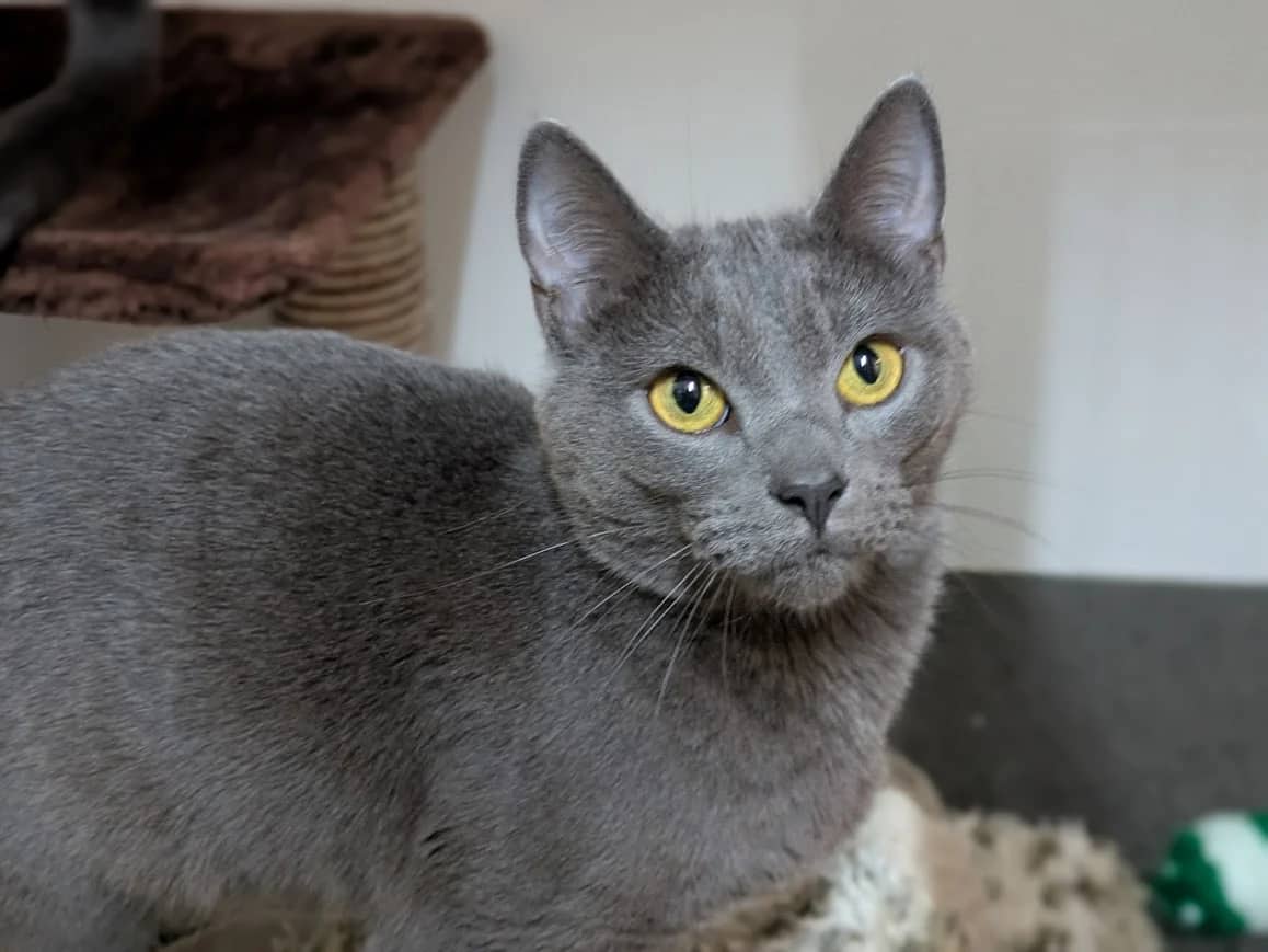 Lady Grey, domestic cat for adoption in London