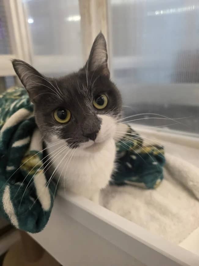 Mj, domestic cat for adoption in London
