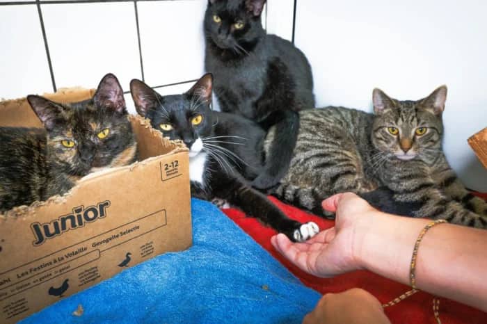 Coraline And Friends, domestic cat for adoption in London