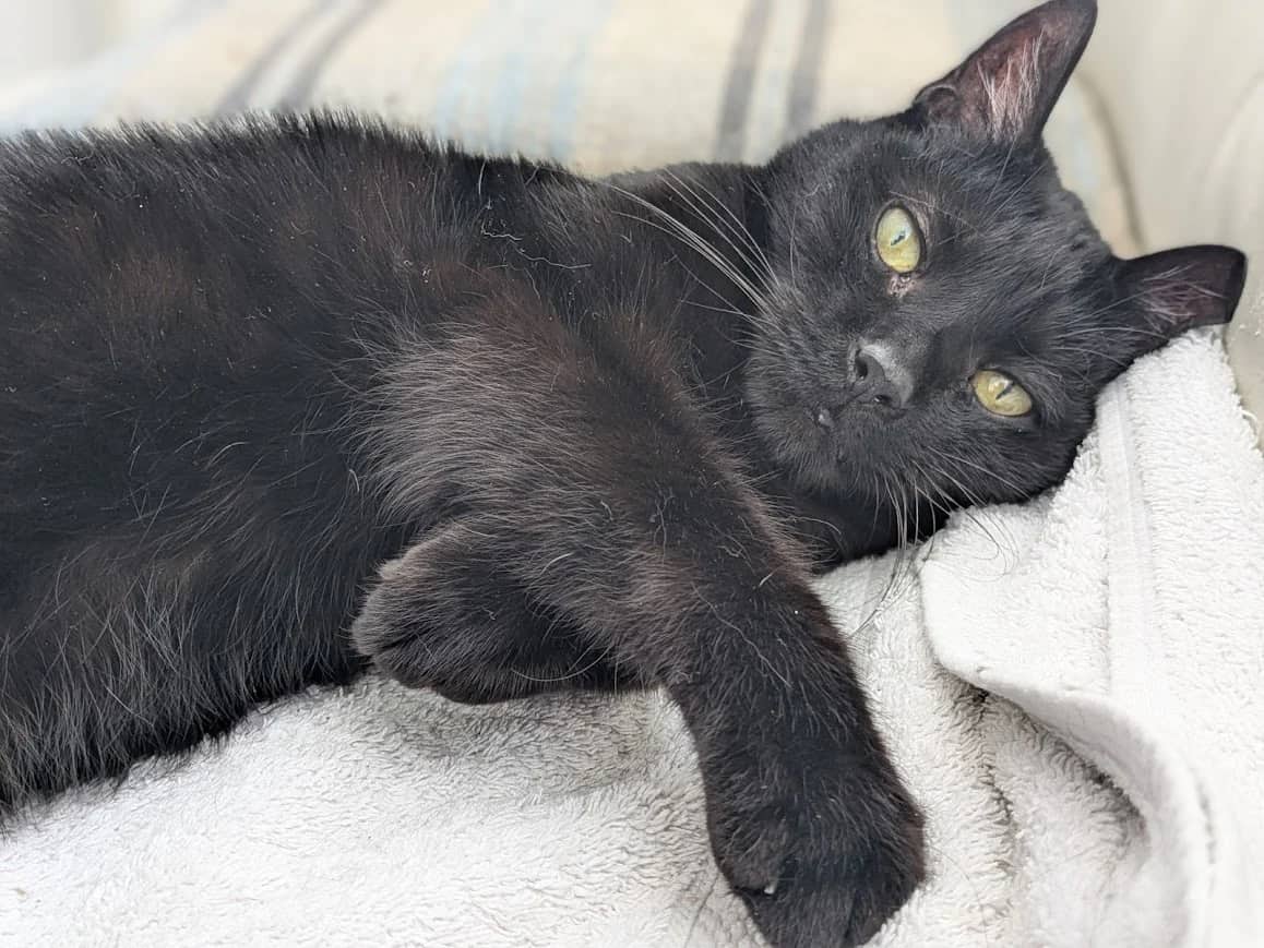 Beau, domestic cat for adoption in London