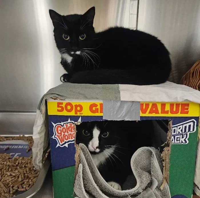 Cheto and Mr Meowgi, domestic cat for adoption in London