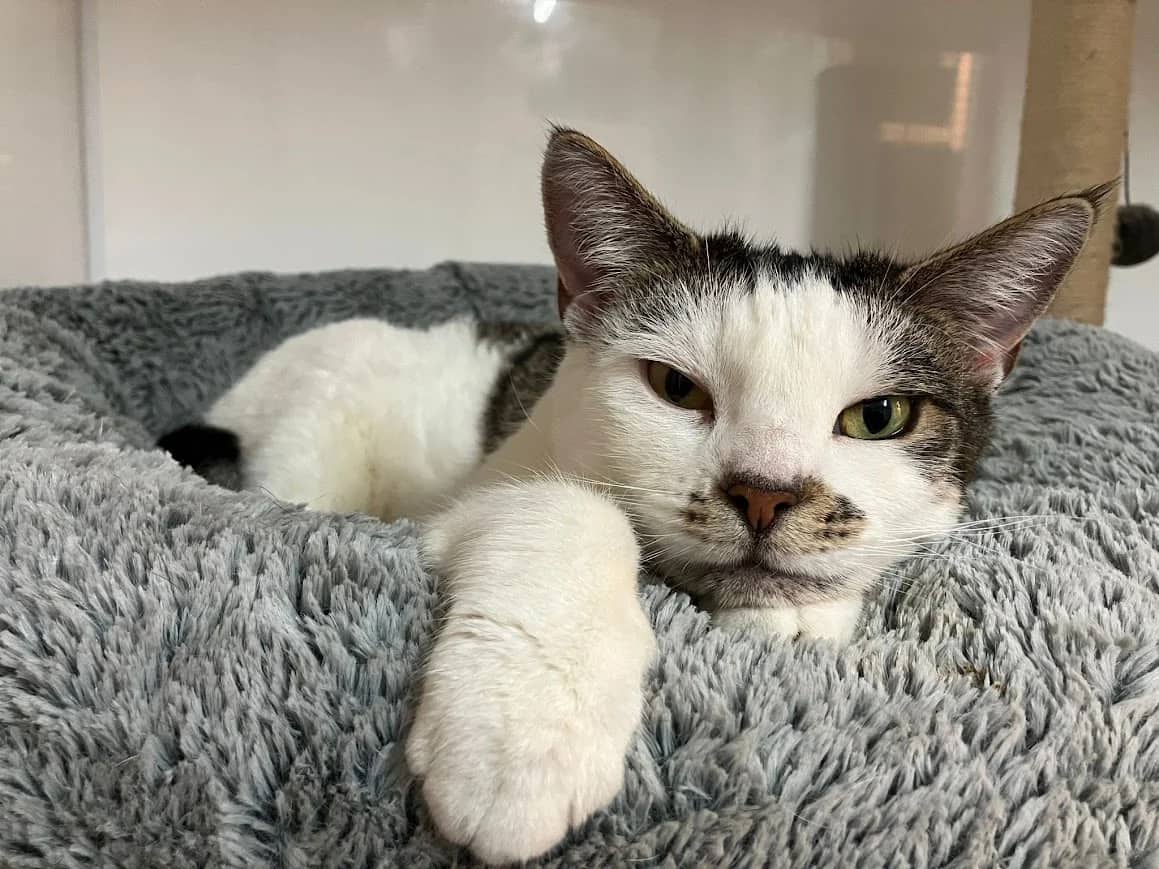 Cloud, domestic cat for adoption in London